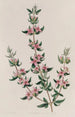 La Boronia à Trois Feuilles - Sydenham Edwards — visning af kunstværket
