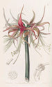 La Sprekelia à fleurs courtes - Sydenham Edwards — visning af kunstværket