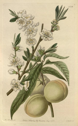 Sydenham Edwards - The White Peach.webp