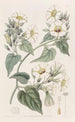L'ipomée à grappes blanches - Sydenham Edwards — visning af kunstværket