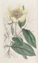 La pivoine jaune - Sydenham Edwards — visning af kunstværket