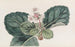 La Saxifrage indienne à franges grossières - Sydenham Edwards — visning af kunstværket