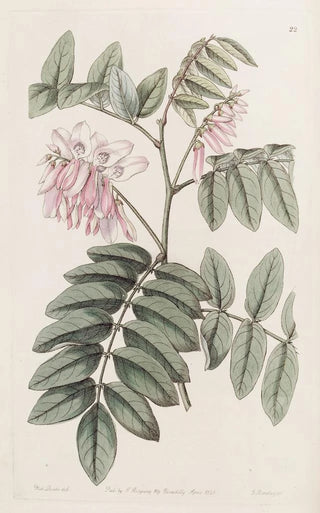 Sydenham Edwards - The comely Indigo.webp