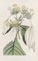 La mussaenda à grandes feuilles - Sydenham Edwards — visning af kunstværket