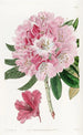 Le rhododendron charmant - Sydenham Edwards — visning af kunstværket