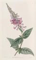 Le buddleia chinois pourpre - Sydenham Edwards — visning af kunstværket