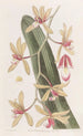 Le cymbidium à feuilles épaisses - Sydenham Edwards — visning af kunstværket