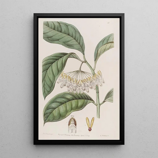 Sydenham Edwards - Thickleaved Hoya.webp