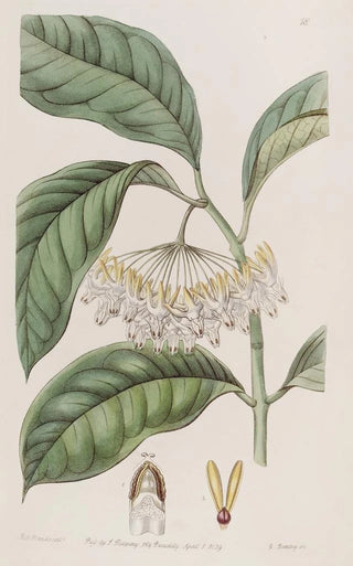 Sydenham Edwards - Thickleaved Hoya.webp
