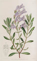 Le pentstemon à feuilles épaisses - Sydenham Edwards — visning af kunstværket