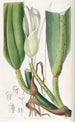 Le philodendron à nervures épaisses - Sydenham Edwards — visning af kunstværket