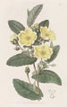 L'hibbertia Thoroughwax - Sydenham Edwards — visning af kunstværket