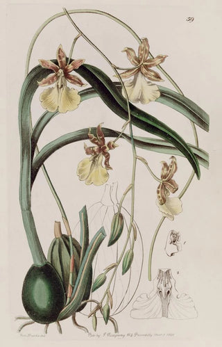 Sydenham Edwards - Threadstalked Curvelip.webp