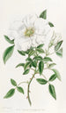 La rose de Chine à trois feuilles - Sydenham Edwards — visning af kunstværket