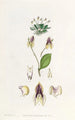 La lepanthes à trois dents - Sydenham Edwards — visning af kunstværket