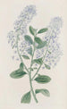 Ceanothus à thyrses - Sydenham Edwards — visning af kunstværket