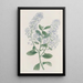 Ceanothus à thyrses - Sydenham Edwards — indrammet kunstværk på væggen