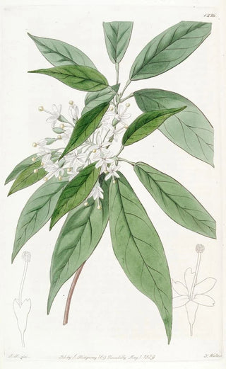 Sydenham Edwards - Thyrseflowered Reevesia.webp