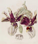 Stanhopea med Tigrede Blomster - Sydenham Edwards — visning af kunstværket