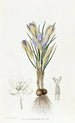 Crocus minuscule - Sydenham Edwards — visning af kunstværket