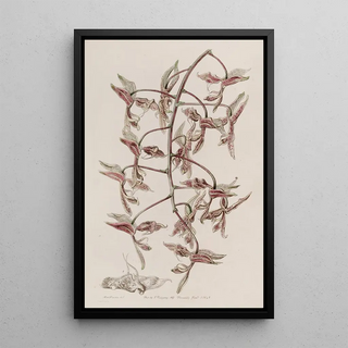 Sydenham Edwards - Toadskinned Gongora.webp