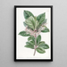 Ardisia à feuilles dentées - Sydenham Edwards — indrammet kunstværk på væggen