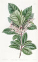 Ardisia à feuilles dentées - Sydenham Edwards — visning af kunstværket
