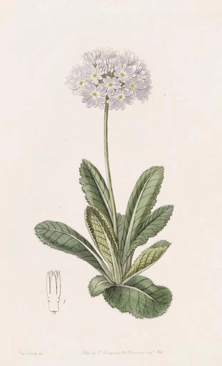 Sydenham Edwards - Toothletted Primrose.webp