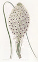 Xerophyllum à feuilles coriaces - Sydenham Edwards — visning af kunstværket