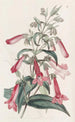 Pentstemon transparent semblable à la gentiane - Sydenham Edwards — visning af kunstværket