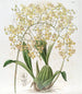 Oncidium med trekantede læber - Sydenham Edwards — visning af kunstværket