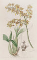 Oncidium-maleri med trådlæbe - Sydenham Edwards — visning af kunstværket