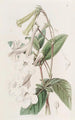 Gloxinia med tubulære blomster - Sydenham Edwards — visning af kunstværket