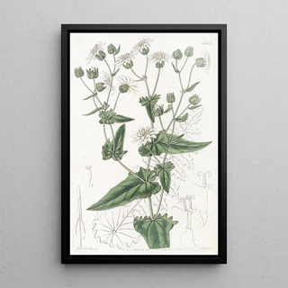 Sydenham Edwards - Turnipleaved MuskSuccory.webp