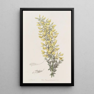 Sydenham Edwards - Twiggy Broom.webp