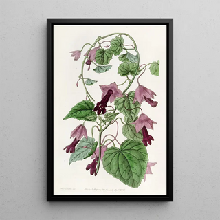 Sydenham Edwards - Twining RedCloak.webp