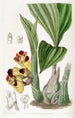 BarrelOrchis tofarvet - Sydenham Edwards — visning af kunstværket