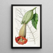 Brugmansia bicolore - Sydenham Edwards — indrammet kunstværk på væggen