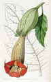 Brugmansia bicolore - Sydenham Edwards — visning af kunstværket
