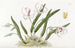 Leptotes bicolore - Sydenham Edwards — visning af kunstværket