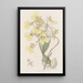 Oncidium bicolore - Sydenham Edwards — indrammet kunstværk på væggen