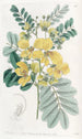 Cassia med to blomster - Sydenham Edwards — visning af kunstværket
