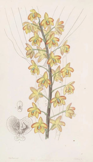 Sydenham Edwards - Twolobed Eriops.webp