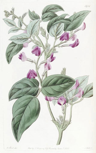 Sydenham Edwards - Twolobed Glycine.webp