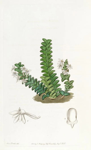 Sydenham Edwards - Tworowed Angraecum.webp