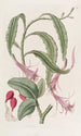 Torchthistle i to former - Sydenham Edwards — visning af kunstværket