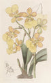Oncidium med to vorter - Sydenham Edwards — visning af kunstværket