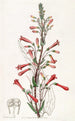 Chelone à feuilles de valériane - Sydenham Edwards — visning af kunstværket