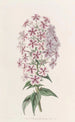 Van Houtte's Phlox-maleri - Sydenham Edwards — visning af kunstværket