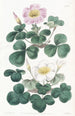 Oxalis variable - Sydenham Edwards — visning af kunstværket